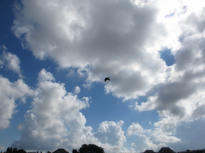 Museumplein met meeuw, 11 - 9 - '13
