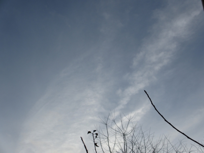 25 - 12 - '13, tuin Van Breestraat 113.
